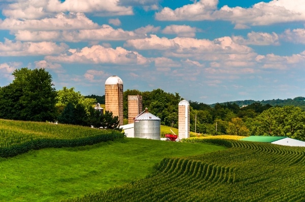 Corn fields and silos on a farm in Southern York County, Pennsylvania.-885306-edited.jpeg