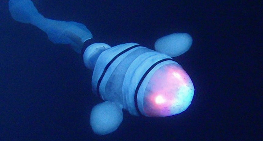 122117_SM_snailfish_feat.jpg