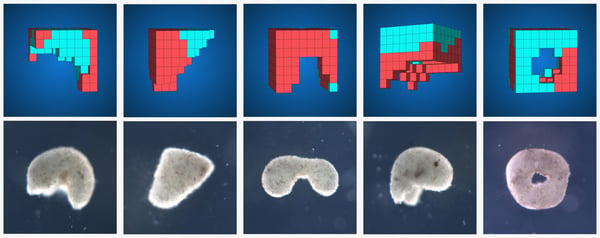 Science_livingrobots_04_Multiple_Design_Organism_Pairs