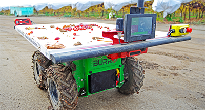 Follower robot working in a California vineyard