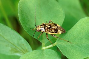 Agrobot’s Bug Vacuum protects crops