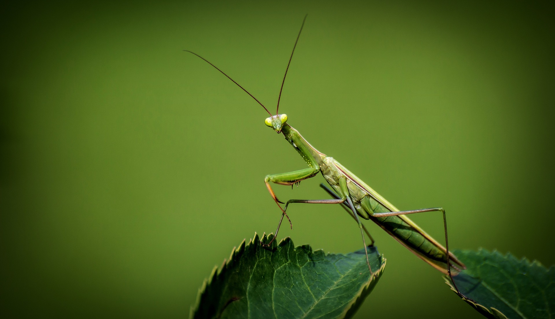 Do Robots Need 3D Vision? One Insect Says No