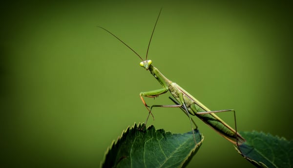 praying-mantis-3D-vision