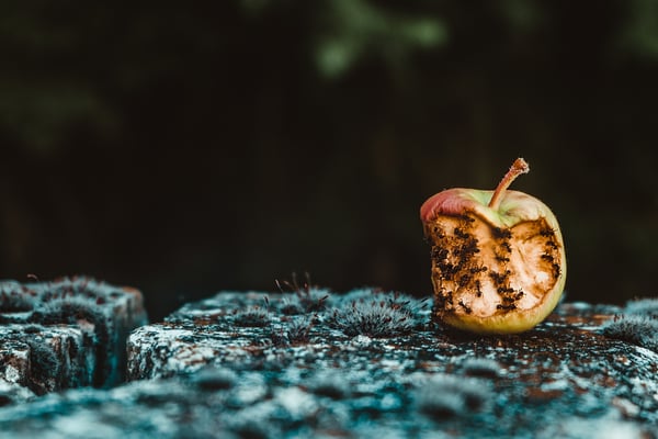 EcoBot II image of rotten fruit