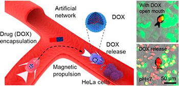 Cancer-fighting microrobots…with mouths!