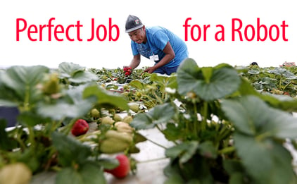 Man picking strawberries